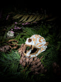 Echoes of the Forest - Raccoon