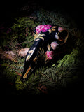 The Dark Bouquet - Sheep
