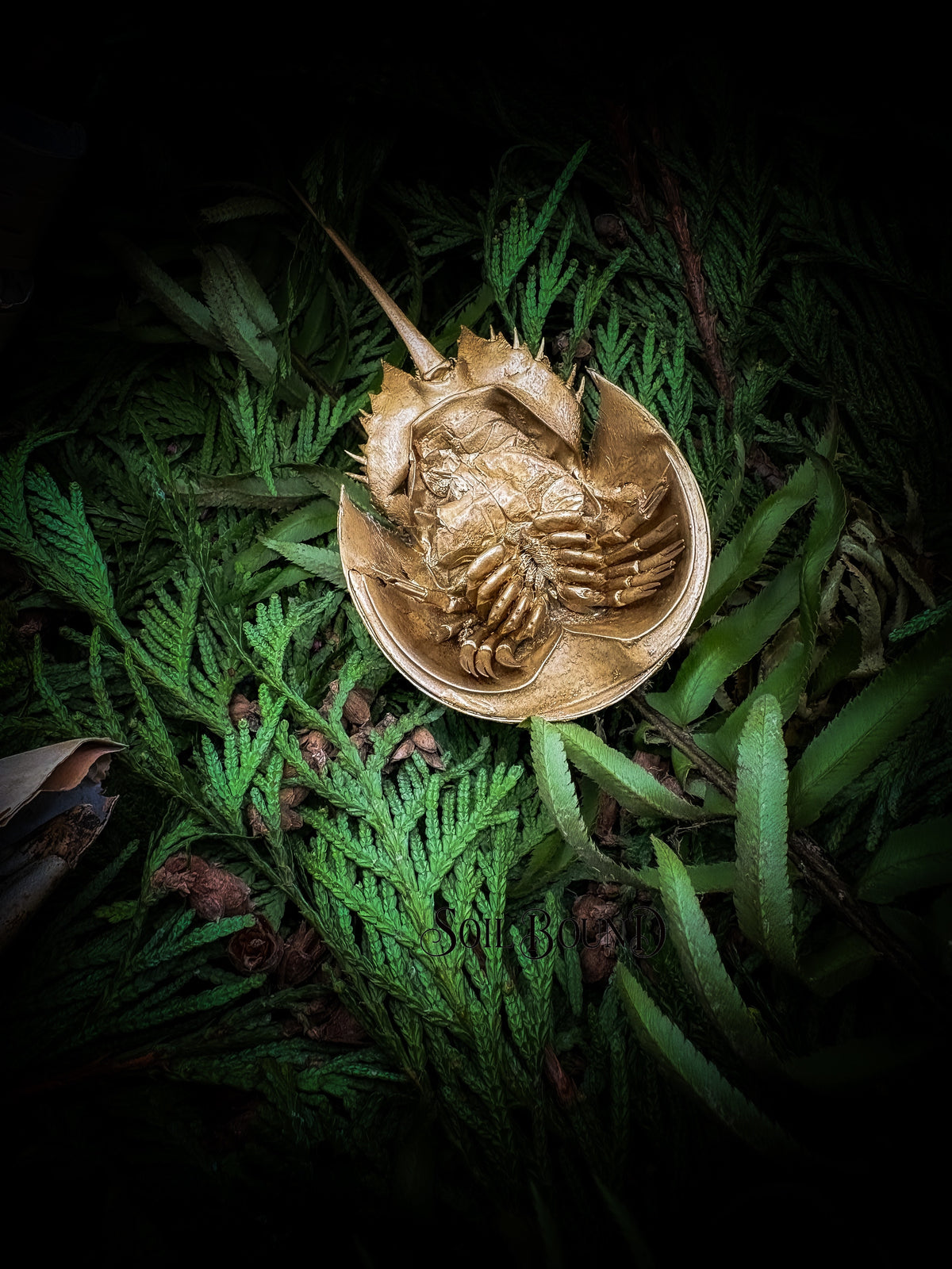An Armor of Blooms - Horseshoe Crab