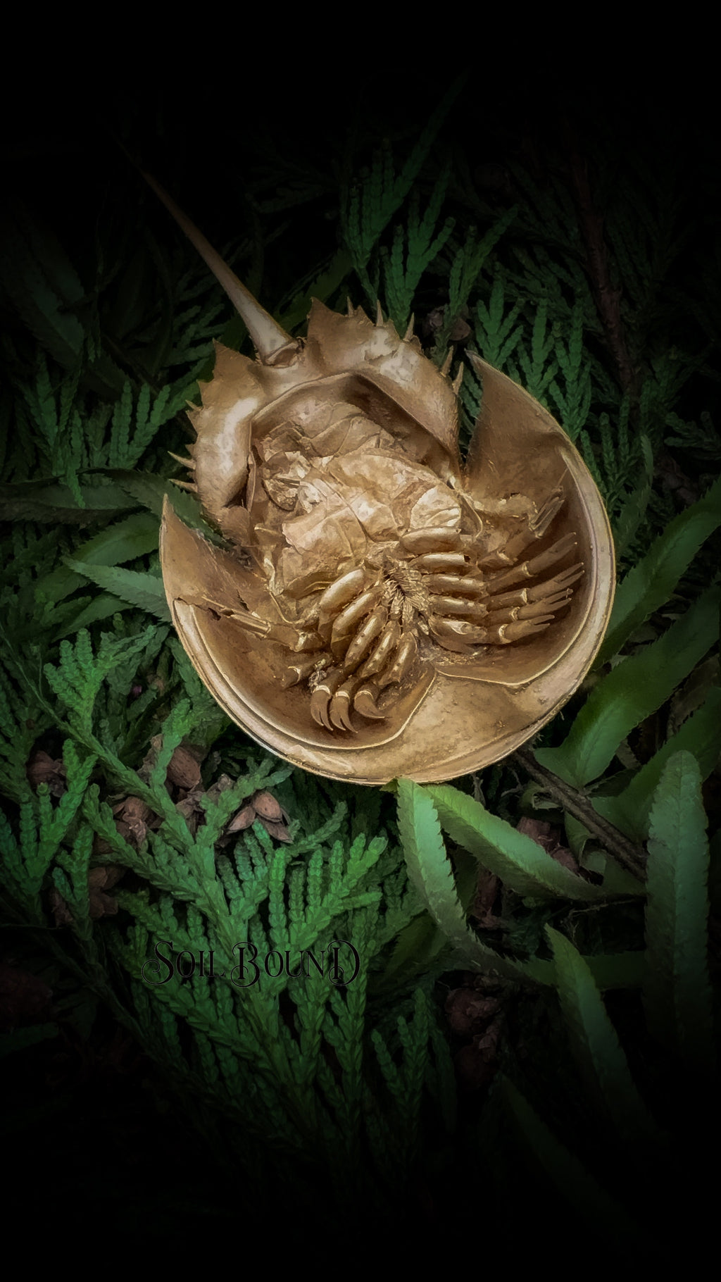Relic of Time - Horseshoe Crab