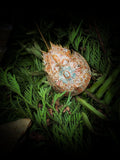 Relic of Time - Horseshoe Crab