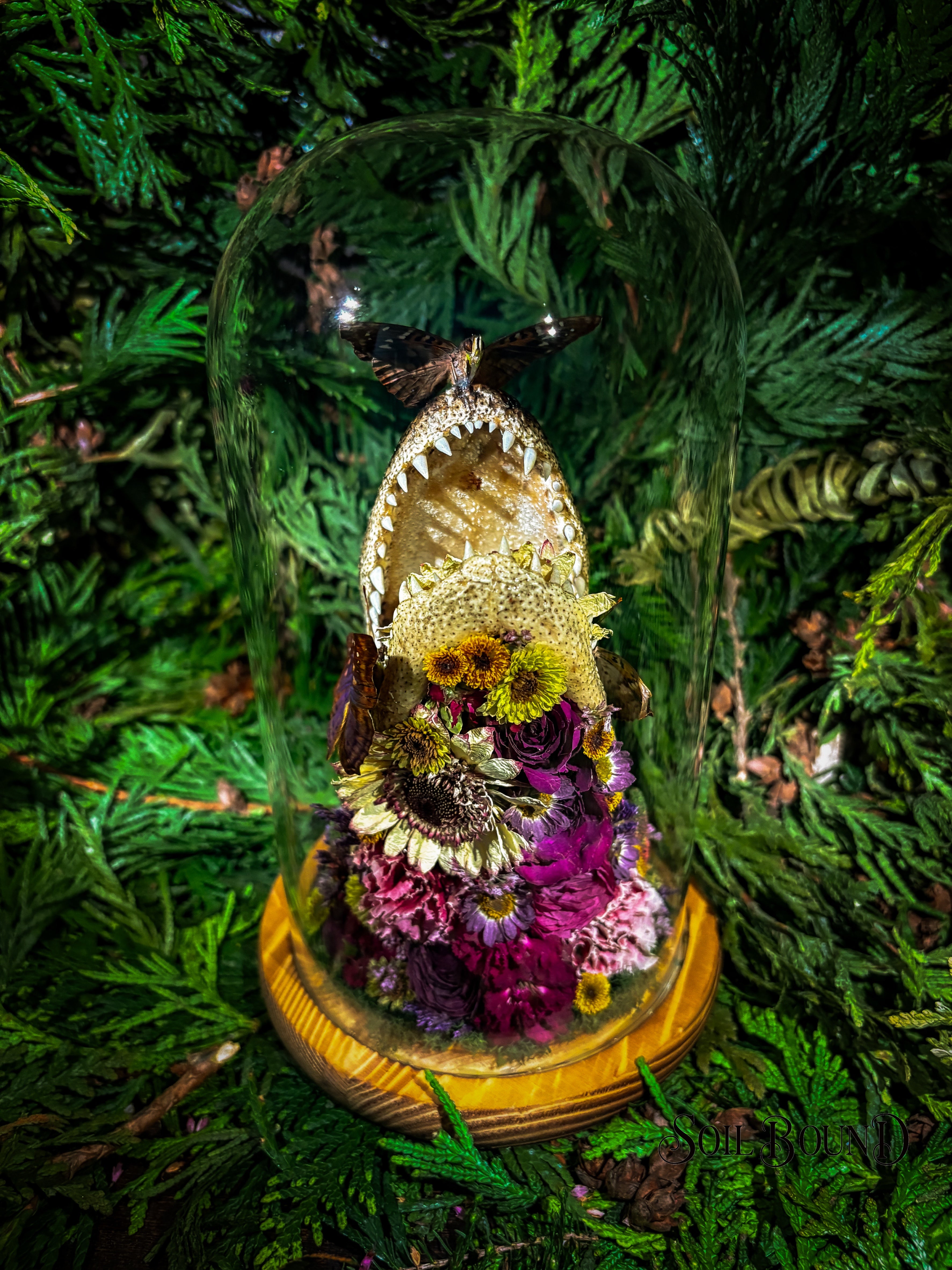 Swamp Queen III