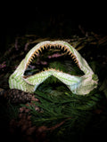 Stillness in the Current - Mako Shark